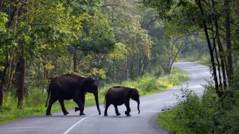6 Day Trip From Bangalore - Ooty - Wayanad - Nagarhole