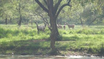 Sariska Tour