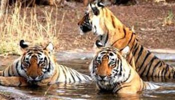 Ranthambore Tour