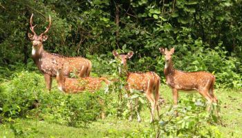 Majestic Touch of North East Tour