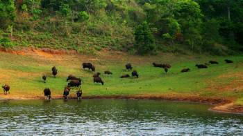Thekkady Tour Packages