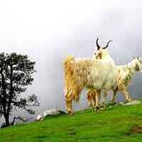 Himachal Tour