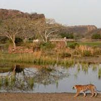 Ranthambore Extension from Jaipur Tour