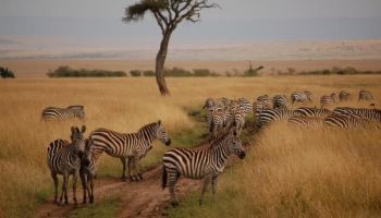 Best Of Kenya Tour