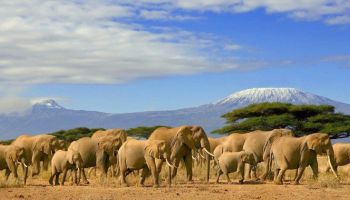 8 Days Amboseli, Lake Nakuru & Maasai Mara Game Reserve Tour
