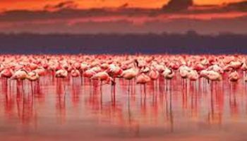 8 Days Amboseli, Lake Nakuru & Maasai Mara Game Reserve Tour