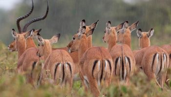 8 Days Amboseli, Lake Nakuru & Maasai Mara Game Reserve Tour