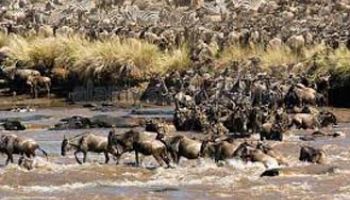 8 Days Amboseli, Lake Nakuru & Maasai Mara Game Reserve Tour
