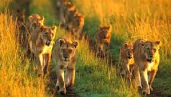 8 Days Amboseli, Lake Nakuru & Maasai Mara Game Reserve Tour