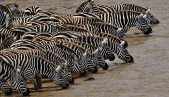 8 Days Amboseli, Lake Nakuru & Maasai Mara Game Reserve Tour