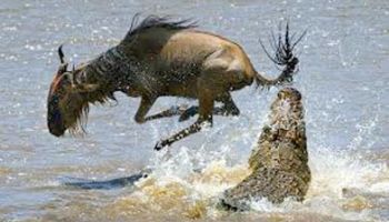 Migration Itinerary Tour