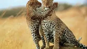 10 Days Best Of Kenya Safari Package