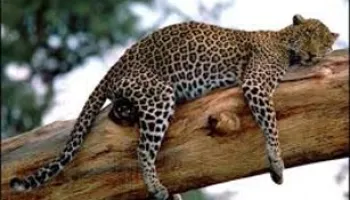 10 Days Best Of Northern Tanzania Tour