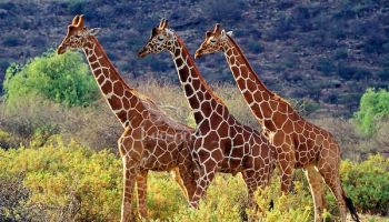 Northern Circuit Itinerary Tour