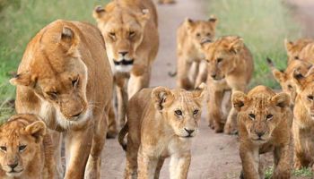 Northern Circuit Itinerary Tour