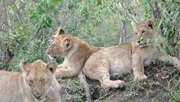 Maasai Mara Experience Tour