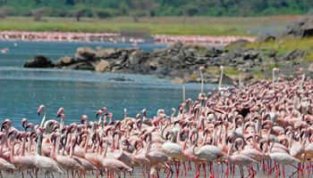 5 Days Nakuru - Naivasha - Mara Tour