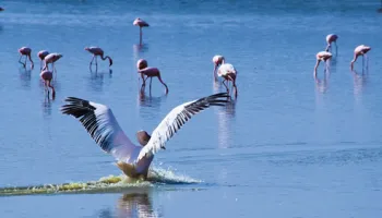 2 Days Lake Magadi Adventure Tour