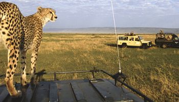 4 Days Maasai Mara And Lake Nakuru Safari Tour