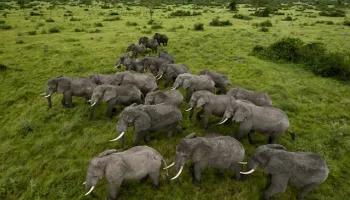 7D Arusha National Park - Tarangire - Manyara - Serengeti - Ngorongoro Tour