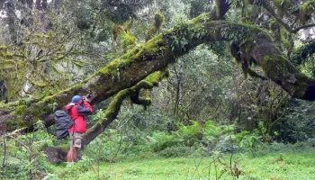 6D Arusha National Park - Tarangire - Serengeti - Ngorongoro Tour