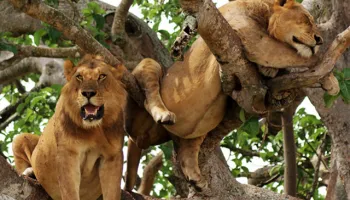 6D Lake Manyara - Tarangire - Serengeti - Ngorongoro Tour