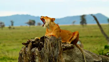 Packages in Ngorongoro
