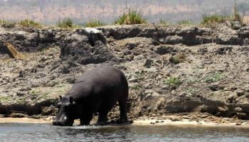 6 Days Selous - Ruaha Tour By Air
