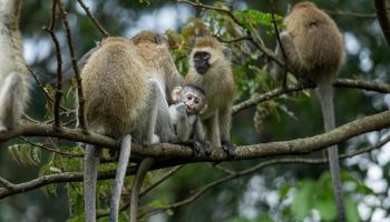 Gorillas And The Golden Monkeys 3N - 4D Tour