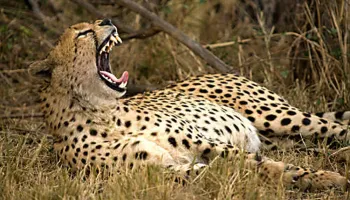 9 Days Wildlife Safari In East Africa Tour