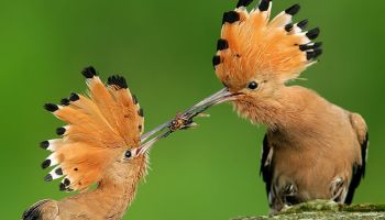 7 Days Amboseli - Nakuru - Maasai Mara Tour