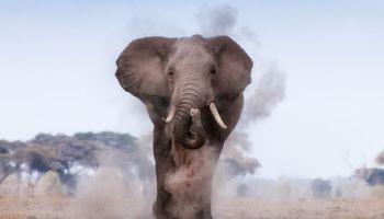 5 Days Tsavo West - Amboseli National Parks Tour