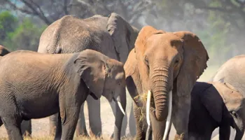 Combo Adventure Safaris 16 Days - 15 Nights Tour