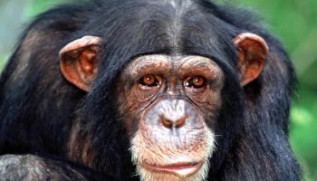 Mahale National Park 4 Days - 3 Nights Tour