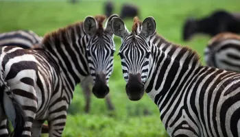 5 Night - 6 Days Serengeti Safari Tour