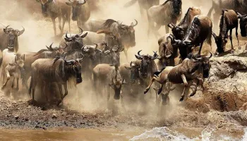 2 Night 3 Days Maasai Mara At Sarova Mara Tour