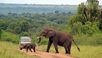 1 Day Shimba Hills National Park Tour