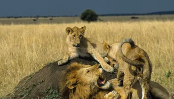 5D Sweetwaters - Nakuru - Mara Tour