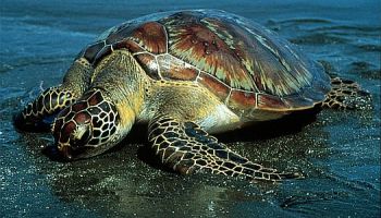 Havelock Tour Package