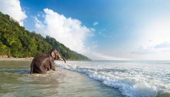 Havelock Tour Package