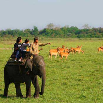 Kaziranga Safari Tour