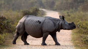 Packages in Kaziranga