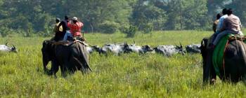 Packages in Kaziranga