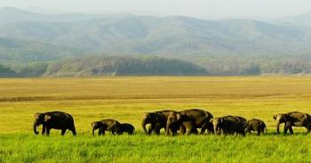 5 Nights - 6 Days Assam Wildlife Tour