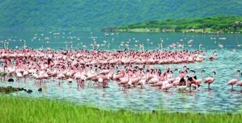 5Days Kenya - Nairobi - Lake Nakuru National Park Heaven Of Flamingo