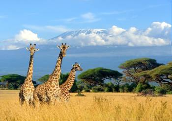 7 Days Kenya - Glimpse Of Mt - Kilimanjaro