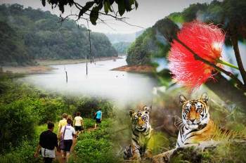 Thekkady Tour Packages