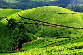Packages in Thekkady