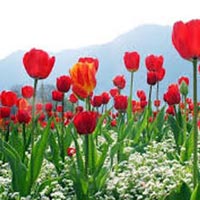 Enchanting Kashmir Package