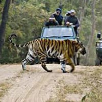 Bandhavgarh Wildlife Century Tour